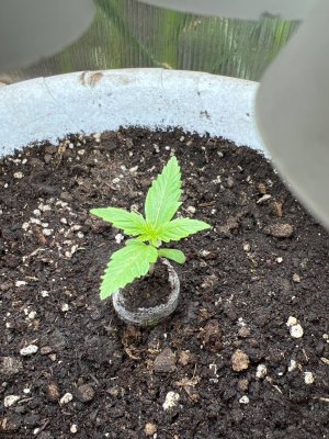 6EAFA1DC-FFEF-4817-B842-FD9A3EFE9107.jpeg 6EAFA1DC-FFEF-4817-B842-FD9A3EFE9107.jpeg