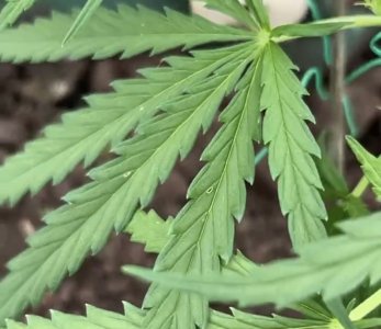 63C9484B-92FC-41B2-A933-B4E5F02BAA35.jpeg 63C9484B-92FC-41B2-A933-B4E5F02BAA35.jpeg