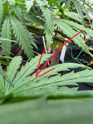 BE39941D-8BEE-49EC-9477-92FE4B9EBE88.jpeg BE39941D-8BEE-49EC-9477-92FE4B9EBE88.jpeg