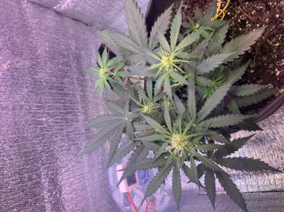 E7785305-4BC6-447A-8A9F-A073159D0045.jpeg E7785305-4BC6-447A-8A9F-A073159D0045.jpeg