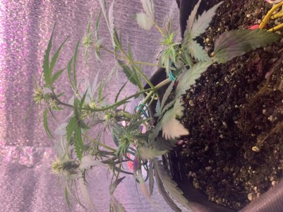 65B0A70D-DB1E-4EE9-83A8-DCFE25E7C406.jpeg 65B0A70D-DB1E-4EE9-83A8-DCFE25E7C406.jpeg