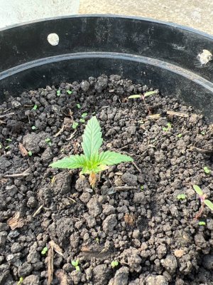 483A471D-9D87-48DA-84FC-C5E426D2B283.jpeg 483A471D-9D87-48DA-84FC-C5E426D2B283.jpeg