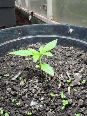 2A95F2BD-4482-4239-A322-5FC5B430D904.jpeg 2A95F2BD-4482-4239-A322-5FC5B430D904.jpeg