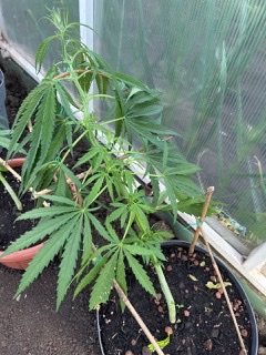 44AD37C0-6BB1-48A4-893F-6AAEF2C72035.jpeg 44AD37C0-6BB1-48A4-893F-6AAEF2C72035.jpeg