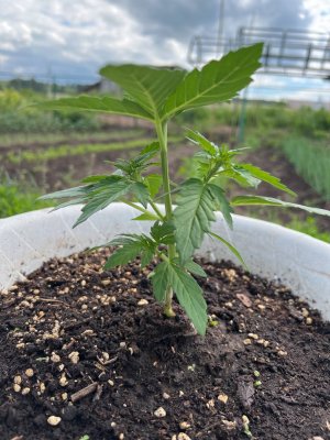 3F725E16-C0DB-49A3-8548-460271B4820D.jpeg 3F725E16-C0DB-49A3-8548-460271B4820D.jpeg