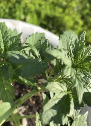 FBB95FDD-9027-4040-B948-315837886AE6.jpeg FBB95FDD-9027-4040-B948-315837886AE6.jpeg