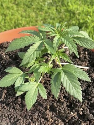 931E77CC-787C-4F0B-89FD-6B8C98D8D9BC.jpeg 931E77CC-787C-4F0B-89FD-6B8C98D8D9BC.jpeg