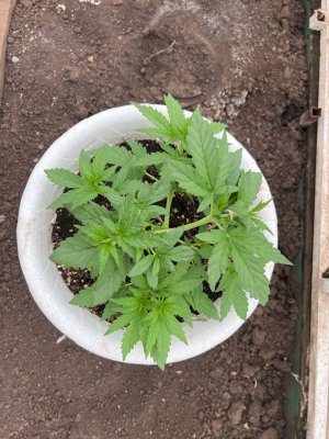 1C826831-A93E-45DF-9E6E-94EA2DF9D53F.jpeg 1C826831-A93E-45DF-9E6E-94EA2DF9D53F.jpeg