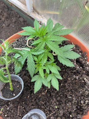 D086AABA-F4F2-4F42-BF41-690784B705F0.jpeg D086AABA-F4F2-4F42-BF41-690784B705F0.jpeg