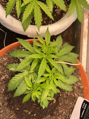 238729DE-C2BE-4276-B7B3-65CFE2386252.jpeg 238729DE-C2BE-4276-B7B3-65CFE2386252.jpeg