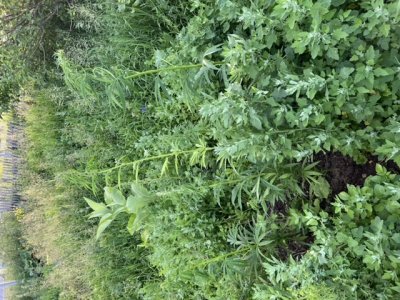 471D2DE0-E674-48A4-A29E-B808E53A1C98.jpeg 471D2DE0-E674-48A4-A29E-B808E53A1C98.jpeg