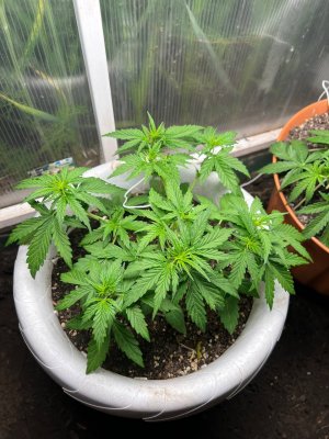 B9D5FEAF-C2C0-46B3-805E-04F26917997F.jpeg B9D5FEAF-C2C0-46B3-805E-04F26917997F.jpeg