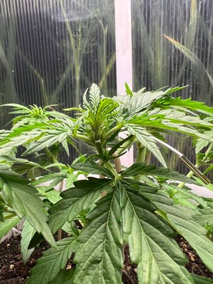 1CC47EE3-1B8A-415F-A2DA-D258B5EBBF16.jpeg 1CC47EE3-1B8A-415F-A2DA-D258B5EBBF16.jpeg