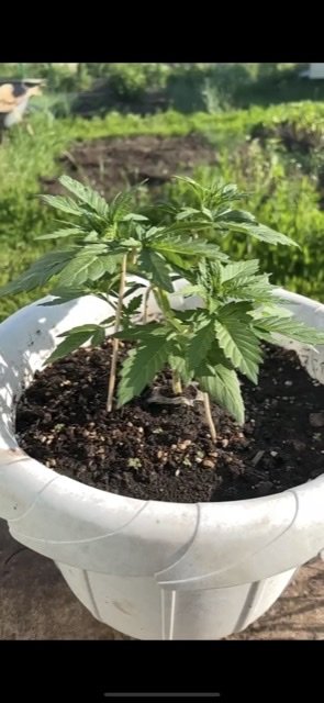 5665F42B-432A-409C-8473-62F8B14C24AB.jpg 5665F42B-432A-409C-8473-62F8B14C24AB.jpg