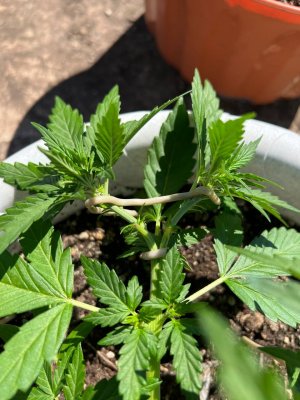 333A8B9A-BA9E-453E-91C6-D1F351DB6F8E.jpeg 333A8B9A-BA9E-453E-91C6-D1F351DB6F8E.jpeg