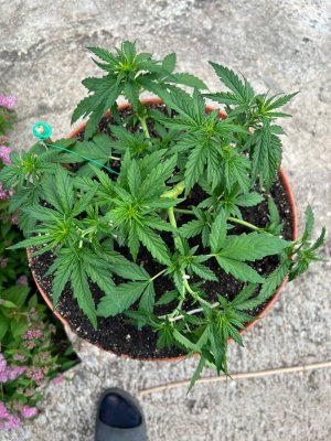 3BCD4603-B1D9-4E89-A6A0-D24C4D070C03.jpeg 3BCD4603-B1D9-4E89-A6A0-D24C4D070C03.jpeg