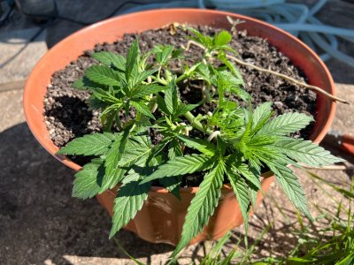 4BF3D1B5-C618-4D5B-81B9-6FF4E2E68436.jpeg 4BF3D1B5-C618-4D5B-81B9-6FF4E2E68436.jpeg