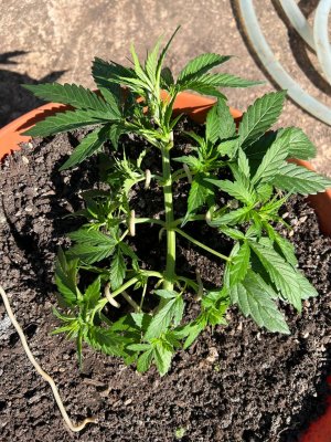 A69D5909-E9F4-4163-8B54-DEFEC001F47D.jpeg A69D5909-E9F4-4163-8B54-DEFEC001F47D.jpeg