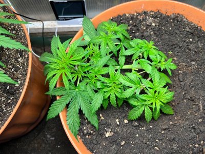 41FE34F8-E010-4DCD-A6BB-4A5C4D84B3C8.jpeg 41FE34F8-E010-4DCD-A6BB-4A5C4D84B3C8.jpeg