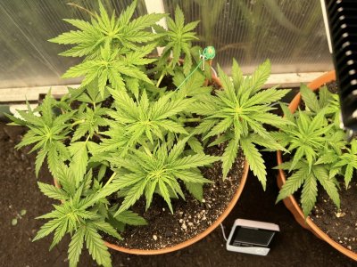 EBF0DF50-CCCC-456E-9F41-D92FD8FCBEAB.jpeg EBF0DF50-CCCC-456E-9F41-D92FD8FCBEAB.jpeg