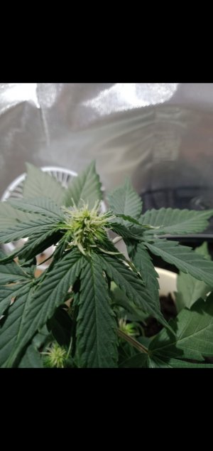 Screenshot_2022-06-28-09-16-57-44.jpg Screenshot_2022-06-28-09-16-57-44.jpg