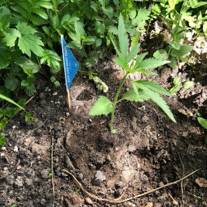 CACEF054-3283-40A9-99AB-D845C3A73E27.jpeg CACEF054-3283-40A9-99AB-D845C3A73E27.jpeg