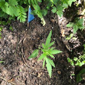 0A4621B0-51C2-497D-8105-614A81A2F67F.jpeg 0A4621B0-51C2-497D-8105-614A81A2F67F.jpeg