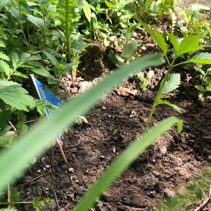 852F3D27-2AD5-4443-8252-4BD53B98D09F.jpeg 852F3D27-2AD5-4443-8252-4BD53B98D09F.jpeg