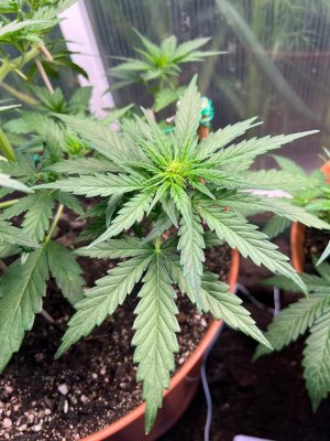 E50D29D1-D1CD-4FA3-A4C4-715D40955258.jpeg E50D29D1-D1CD-4FA3-A4C4-715D40955258.jpeg