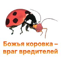 Божья коровка – помощник гровера в борьбе с вредителями