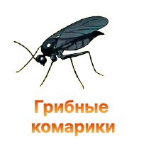 Защита конопли от грибных комариков