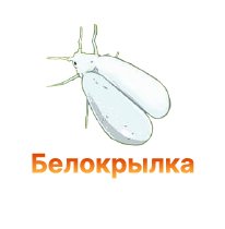 Защита конопли от белокрылки