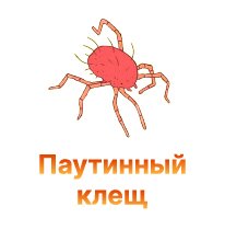 Защита конопли от паутинного клеща