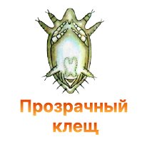 Защита конопли от прозрачного клеща Защита конопли от прозрачного клеща