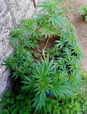 боч.jpg боч.jpg