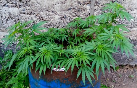 бочка.jpg бочка.jpg