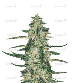 sort-Sugar-bomb.jpg sort-Sugar-bomb.jpg