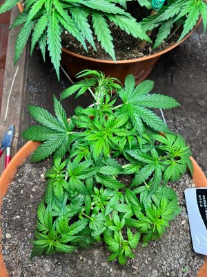 F98F732F-FE4F-43CA-B5CD-34742A19FDAE.jpeg F98F732F-FE4F-43CA-B5CD-34742A19FDAE.jpeg