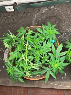 15AC4D62-E9DB-4E0E-BF23-4560441F3C77.jpeg 15AC4D62-E9DB-4E0E-BF23-4560441F3C77.jpeg