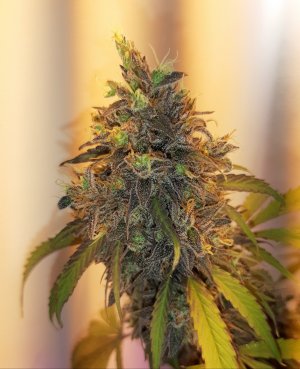 20220701_085222.jpg 20220701_085222.jpg