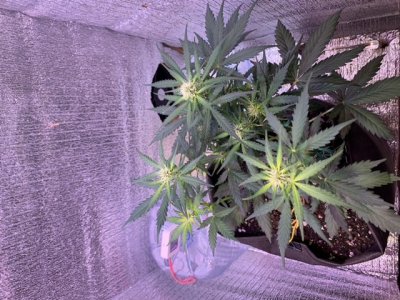 9EDBF4AA-E001-482D-9599-5E98DC5407AD.jpeg 9EDBF4AA-E001-482D-9599-5E98DC5407AD.jpeg