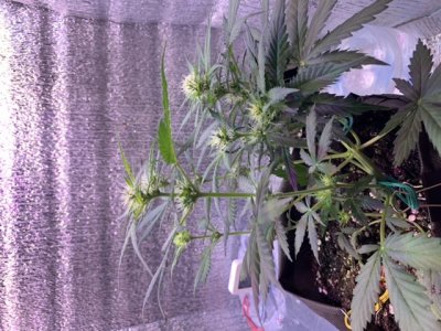 44803E33-FDAF-4EC4-B248-23105915377F.jpeg 44803E33-FDAF-4EC4-B248-23105915377F.jpeg