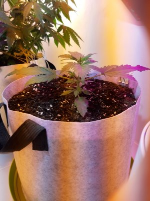 20220702_205300.jpg 20220702_205300.jpg