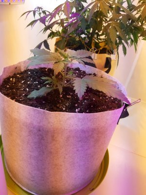 20220702_205243.jpg 20220702_205243.jpg