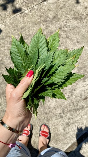 DAA92DA6-CCAC-410F-862C-B4F21E382BAB.jpeg DAA92DA6-CCAC-410F-862C-B4F21E382BAB.jpeg