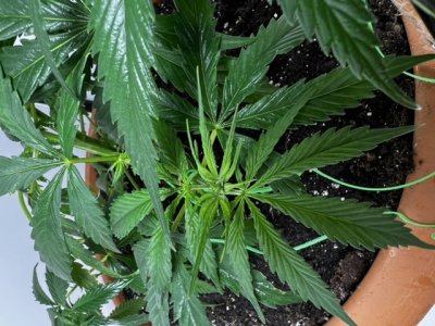 F4FA3694-2721-487E-BAEA-508112DC340B.jpeg F4FA3694-2721-487E-BAEA-508112DC340B.jpeg