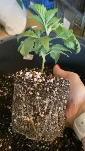 4F92D032-A10B-4DA1-81DE-E3B26F45FC2A.jpeg 4F92D032-A10B-4DA1-81DE-E3B26F45FC2A.jpeg