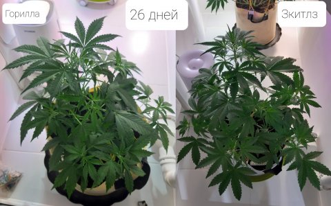 20220421_225844.jpg 20220421_225844.jpg