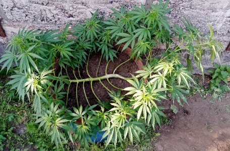 БПО.jpg БПО.jpg