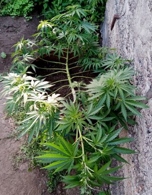 БПО1.jpg БПО1.jpg